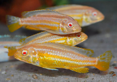 Меланохромис Ауратус Золотой